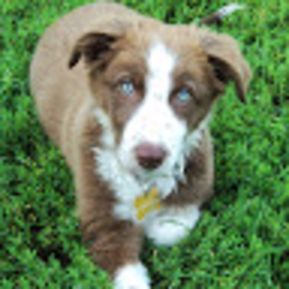 Meet your Posher, Leyla - Picture 1 of 1